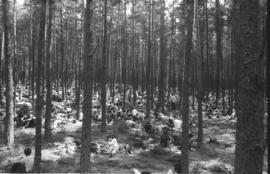 Pielgrzymka wrocławska na Jasną Górę