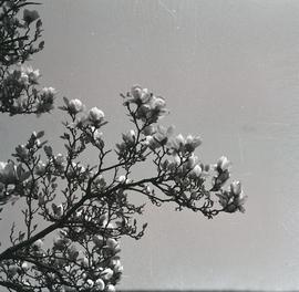 Kwitnąca magnolia