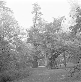 Skansen w Swarzędzu